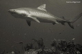   Tiger BeachTiger Shark watching me her. This actually my very first glimpse until point had never seen one... her one  